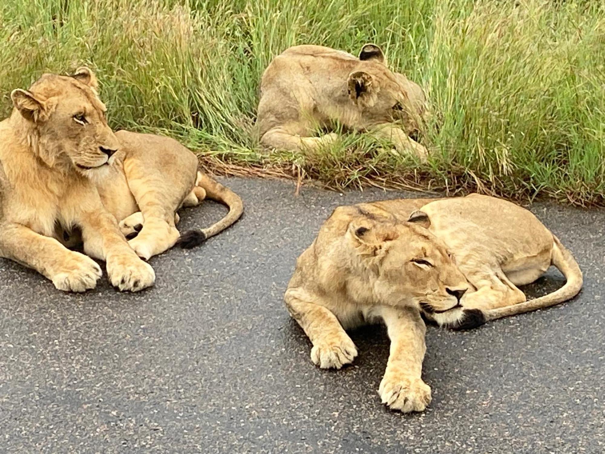 Kholiwe On Kruger Lodge & Safaris Марлот-Парк Экстерьер фото